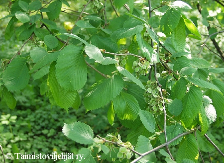 Ulmus laevis, kyn�jalava